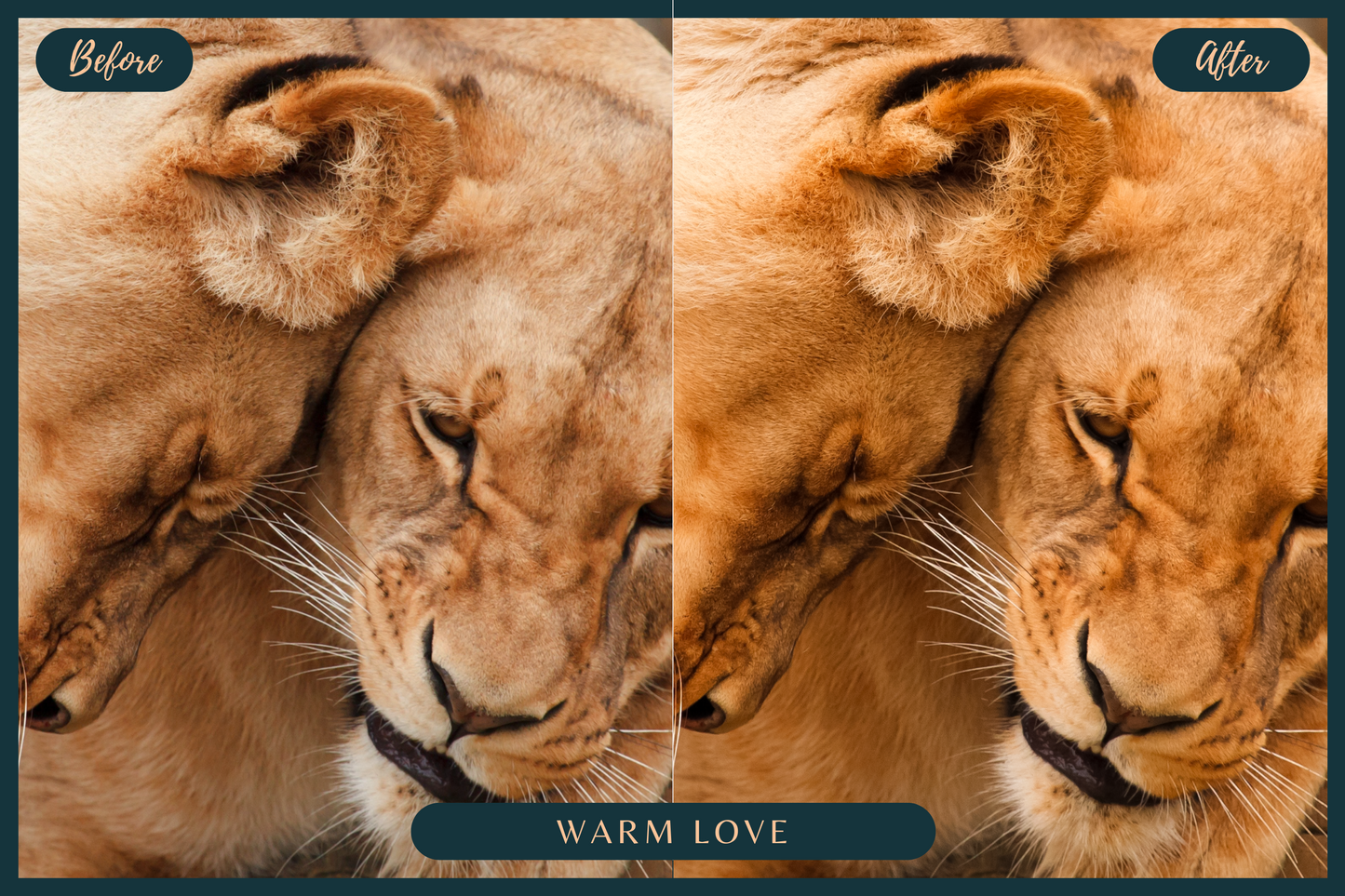 10 African Safari Lightroom Presets for Mobile & Desktop