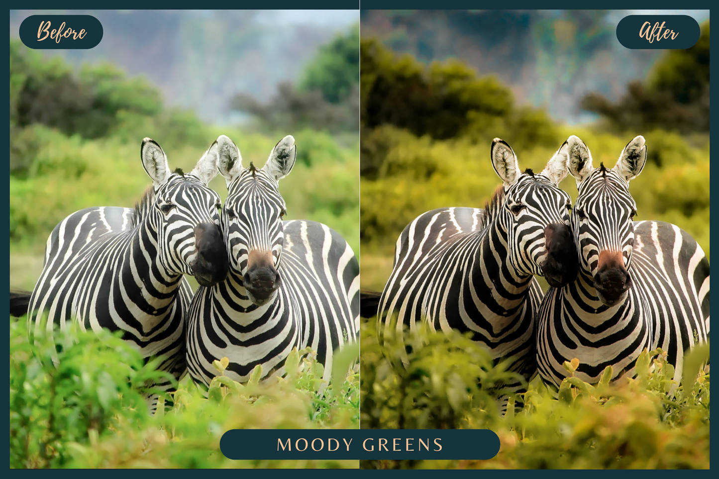 10 African Safari Lightroom Presets for Mobile & Desktop